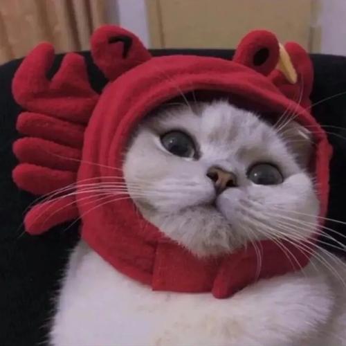 红色的猫咪头像(招财的猫咪头像)