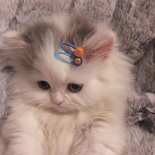 网上流行的小猫头像大全(火爆全网的可爱的小猫头像)