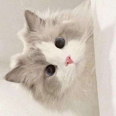 可爱漂亮小猫的头像(火爆全网的可爱的小猫头像)