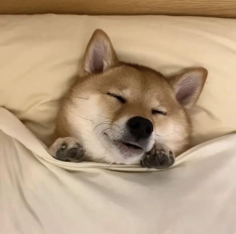 一条狗躺床上的头像(一只狗和人的头像)