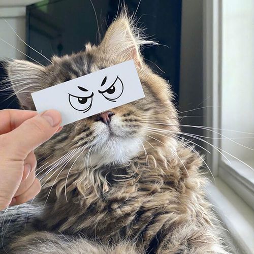 个性猫猫头像海风(帅气猫猫头像)