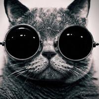 猫咪戴黑色眼镜的头像(戴黄色眼镜的猫头像)