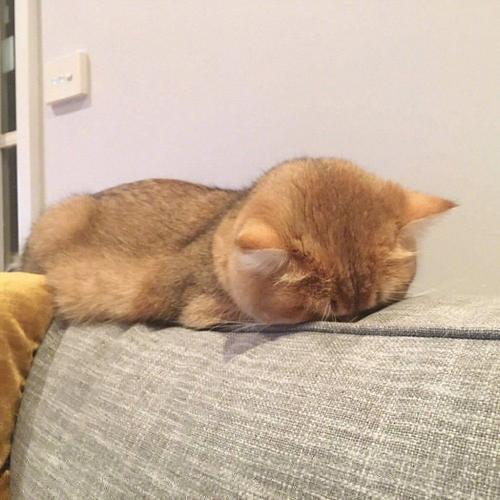 小猫埋脸睡头像(小猫失眠头像)