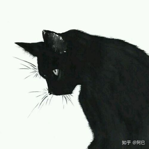 猫头像高冷男生黑色(猫头像图片帅气高冷男)