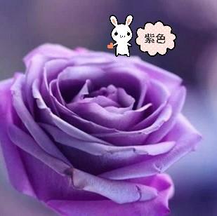 紫玫瑰头像图片大全(带有蓝玫瑰的头像图片)