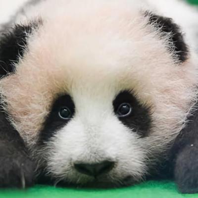 可爱小动物头像大全萌萌哒熊猫