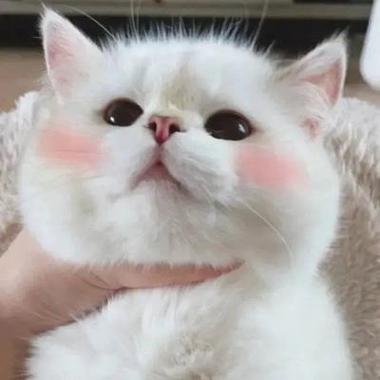 单个可爱猫猫头像(可爱猫猫头像俏皮可爱)