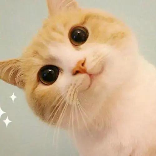 猫咪的图片头像可爱萌萌哒(可爱猫咪头像萌萌哒超级可爱)