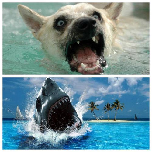 狗和鲨鱼合影头像(狗跟鲨鱼合照的头像)