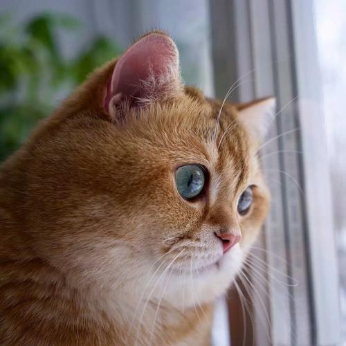 猫咪大鼻子头像(猫头像红鼻子)