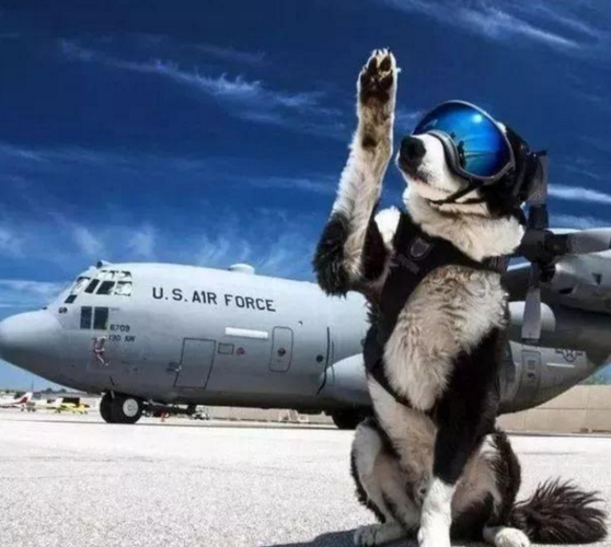 一个狗上面有个飞机的头像(头像狗头顶飞机)