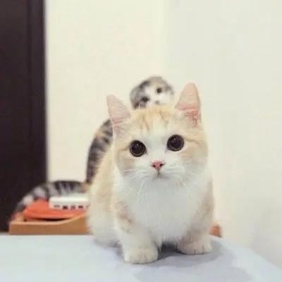 单个可爱猫猫头像(可爱猫猫头像俏皮可爱)