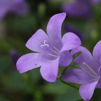 花朵唯美微信头像紫色(好看浅紫色花朵微信头像)
