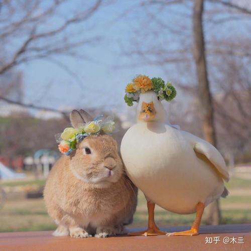 情侣头像可爱鸭子(头上有鸭子的情侣头像)
