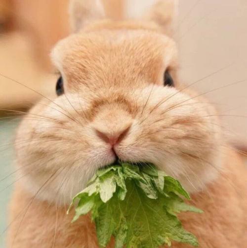兔子可爱图片真实头像(疯狂的兔子头像可爱图片)