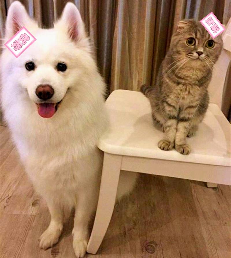 萨摩和猫的情侣头像(动物情侣头像暹罗猫)