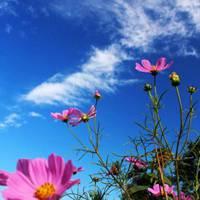 蓝天白云带花草的微信头像(蓝天和花的微信头像)