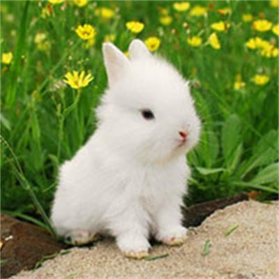 动物头像 可爱兔子 图文