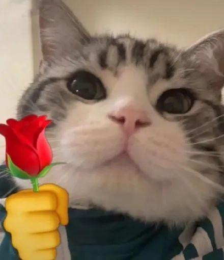 猫叼着花的头像(猫咪叼着玫瑰的头像)