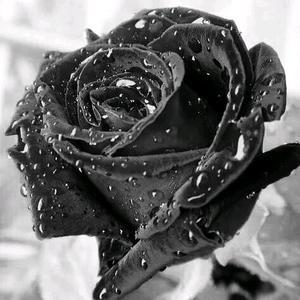 黑色的玫瑰花头像寓意什么(用玫瑰花头像代表什么)
