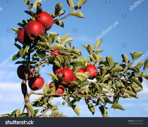 苹果树大自然头像(高大茂盛的苹果树做头像)