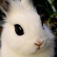 兔子的霸气微信头像(兔子专属微信头像唯美)