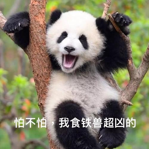 大熊猫微信头像照片带文字(熊猫高清微信头像图片大全)