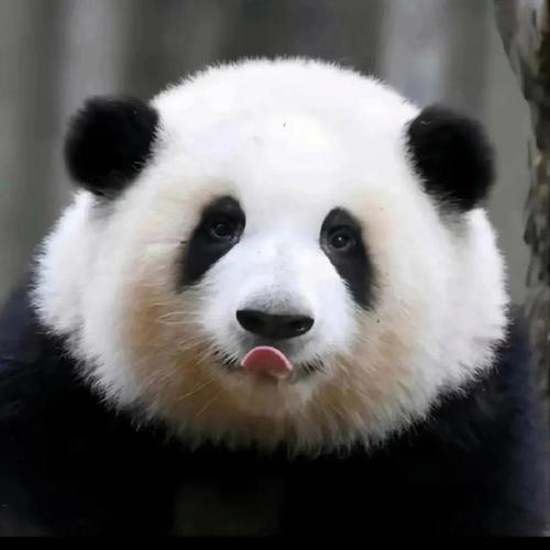 熊猫动物微信头像