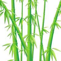 女人用竹子做微信头像好吗(女士用植物做微信头像好吗)