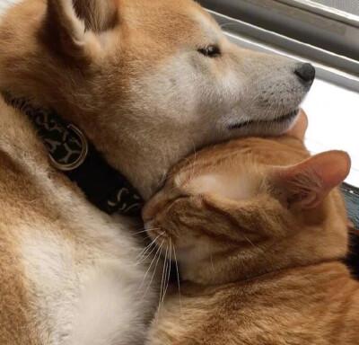 柴犬和猫的情侣头像一左一右