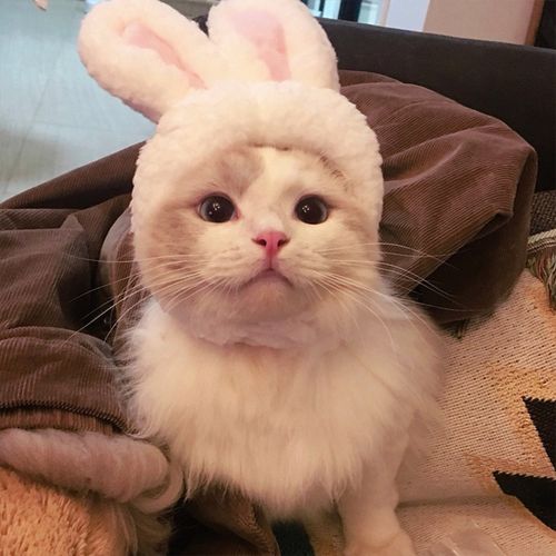 猫咪超级无敌可爱戴兔子头套头像(可爱猫咪头像戴帽子高清)
