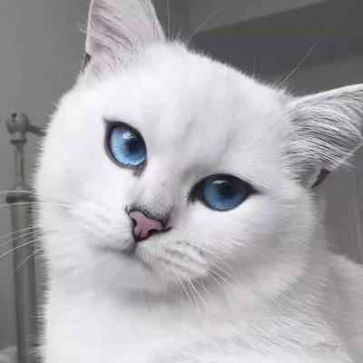 眼睛冒光的猫咪头像(猫咪头像蓝黄眼睛)