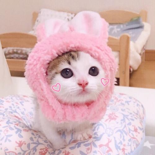 猫咪粉红色头套头像(粉色人形猫咪头像)