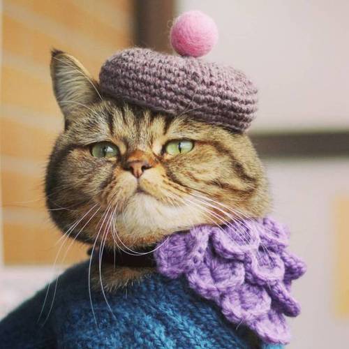 穿毛衣的猫咪头像(猫咪穿外套的头像)