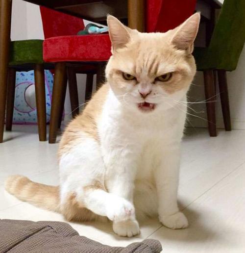 小猫生气的头像(生气但很可爱小猫头像)
