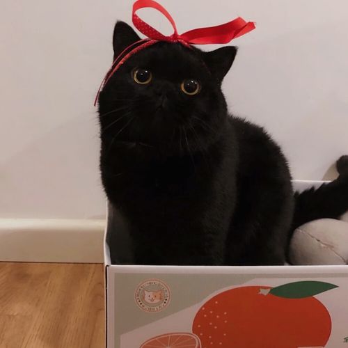 猫咪戴黑色帽子头像(猫咪头上戴黑帽子头像)
