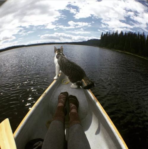 一只猫划船自拍原图头像(猫的划船自拍照片头像)