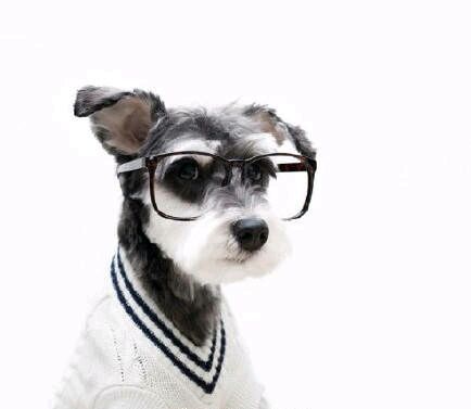 柴犬戴眼镜的情侣头像(柴犬情侣头像一左一右戴眼镜)