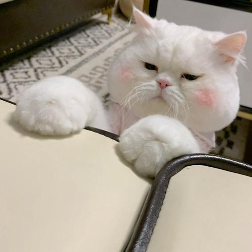 小猫头像白色可爱(高质量可爱小猫头像)