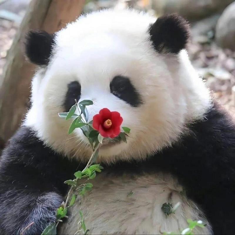 熊猫头像微信可爱萌萌哒
