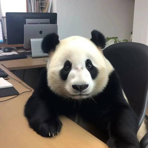 熊猫微信图片头像(熊猫做微信头像吉利吗)