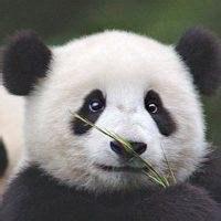 大熊猫头像霸气图片微信(熊猫头像高清微信)