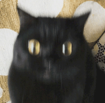 头像图黑色小猫沙雕(头像猫 沙雕)