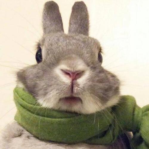 有兔耳朵的搞怪头像真人(搞笑兔子头像沙雕)