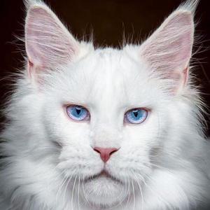白色猫咪蓝眼头像(白色猫戴眼镜高清头像)
