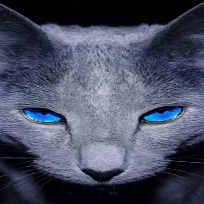 猫猫帅气头像红眼睛(高级猫猫头像眼睛发光)