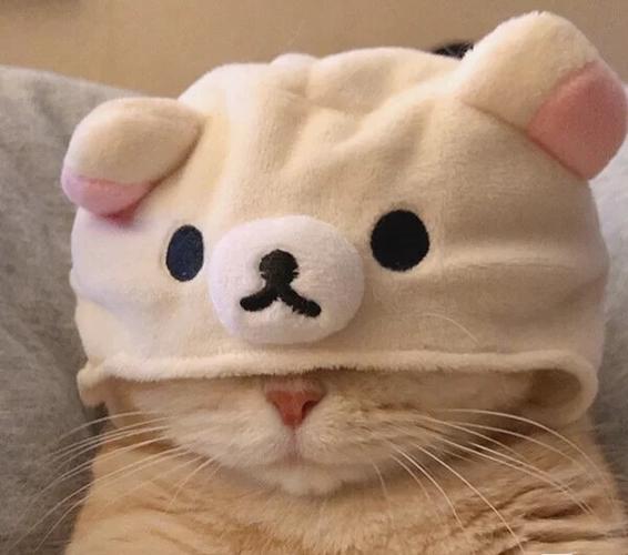 猫咪戴帽子头像来源(猫咪裹着被子的头像)
