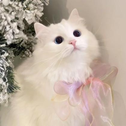 可爱猫猫头像白框