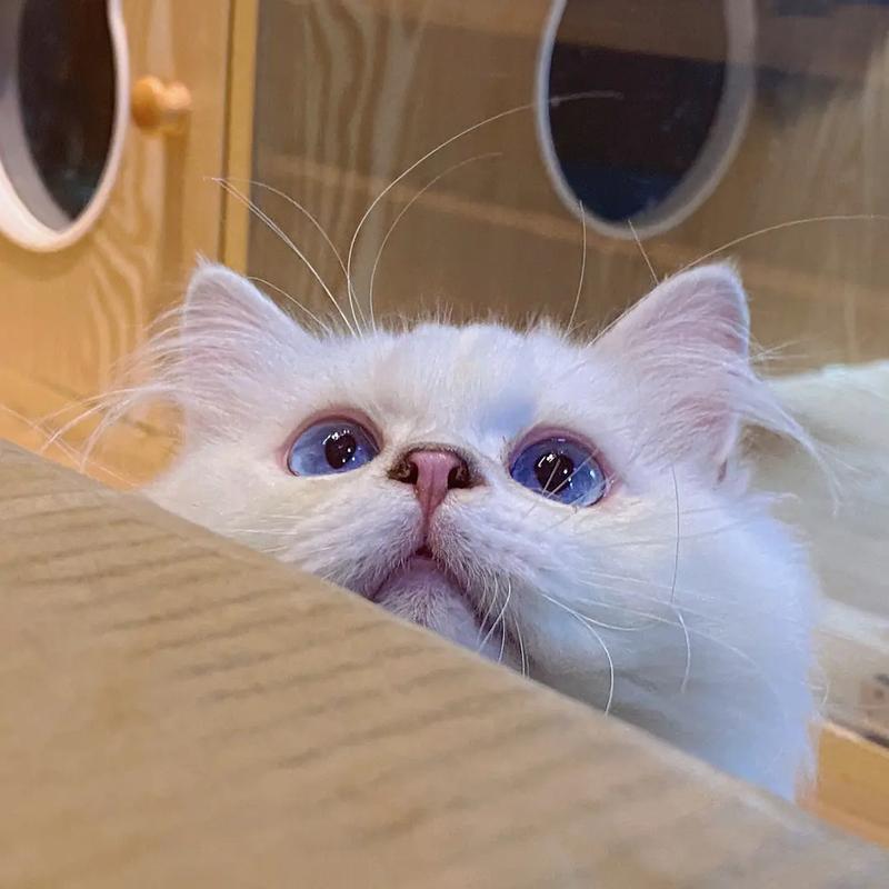 小猫头像酷酷蓝眼睛(小猫头像小众帅帅的)