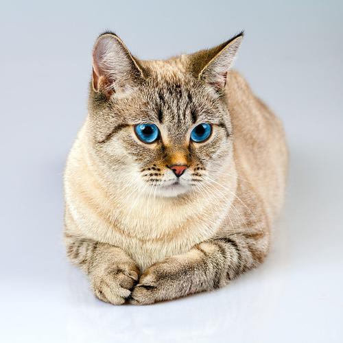 小猫头像酷酷蓝眼睛(小猫头像小众帅帅的)